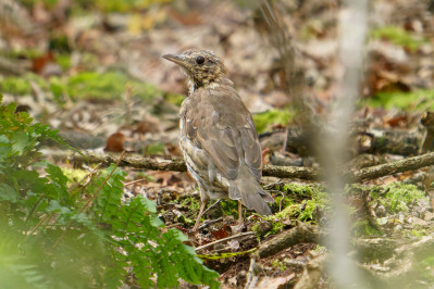 ZanglijsterSong Thrush