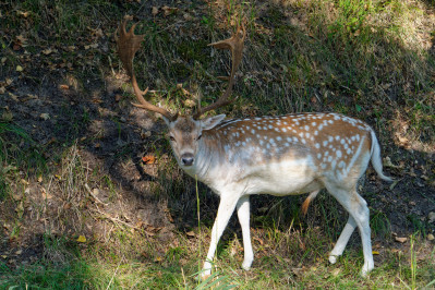 Damhert /mFallow Deer /m