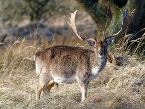 Hert<br>Deer