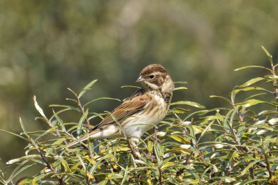 Rietgors /vReed Bunting /f