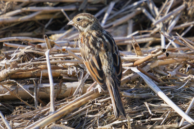 Rietgors /juvReed Bunting /juv