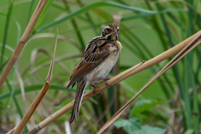 Rietgors /juvReed Bunting /juv