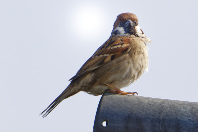 RingmusEurasian Tree Sparrow