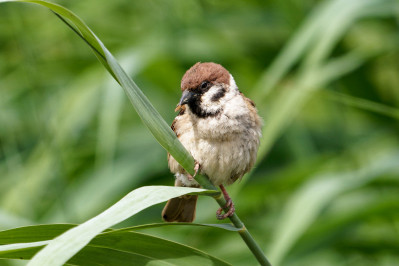 RingmusEurasian Tree Sparrow