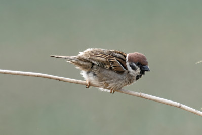 RingmusEurasian Tree Sparrow