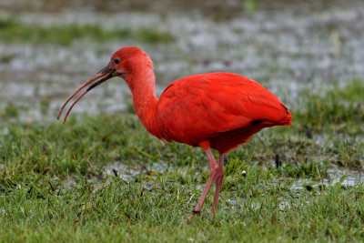 Rode Ibis<br>Scarlet Ibis