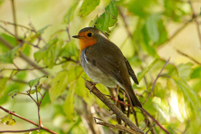 RoodborstEuropean Robin