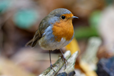 RoodborstEuropean Robin