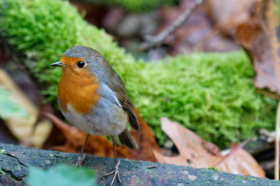 RoodborstEuropean Robin