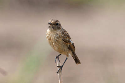 Roodborsttapuit /juvEuropean Stonechat /juv