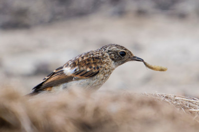 Roodborsttapuit /juvEuropean Stonechat /juv