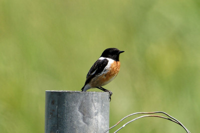 Roodborsttapuit /mEuropean Stonechat /m