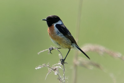 Roodborsttapuit /mEuropean Stonechat /m