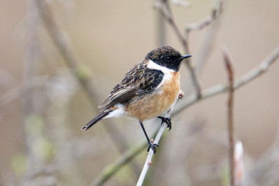 Roodborsttapuit /mEuropean Stonechat /m