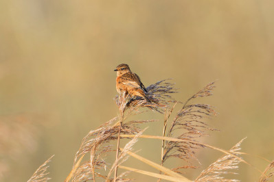 Roodborsttapuit /vEuropean Stonechat /f