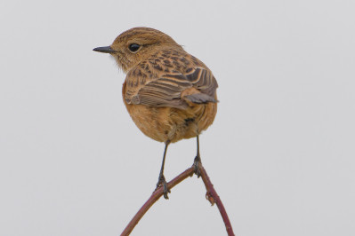 Roodborsttapuit /vEuropean Stonechat /f