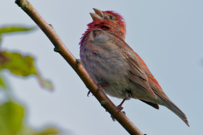 Roodmus /mRosefinch /m