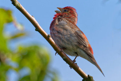 Roodmus /mRosefinch /m