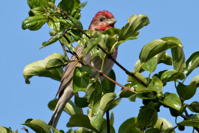 Roodmus /mRosefinch /m