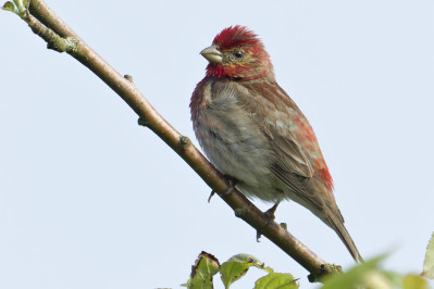 Roodmus /mRosefinch /m