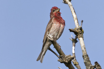 Roodmus /mRosefinch /m