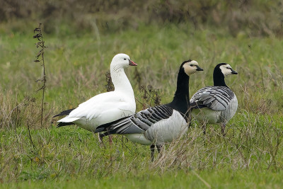 Ross' Gans<br>Ross's Goose