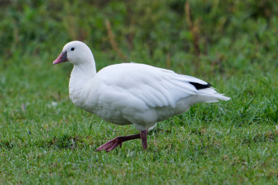 Ross' GansRoss's Goose