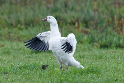 Ross' GansRoss's Goose