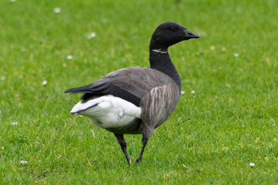 Rotgans<br>Dark-bellied Brent Goose