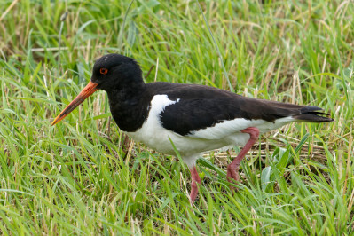 ScholeksterEurasian Oystercatcher