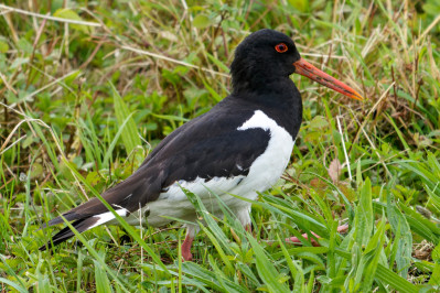 ScholeksterEurasian Oystercatcher