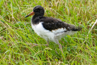 Scholekster /juvEurasian Oystercatcher /juv