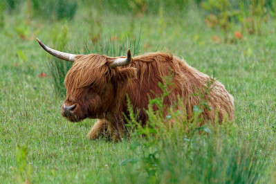 Schotse Hooglander