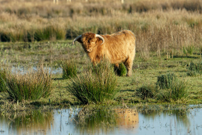 Schotse Hooglander