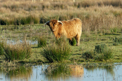 Schotse Hooglander<br>Highland Cow