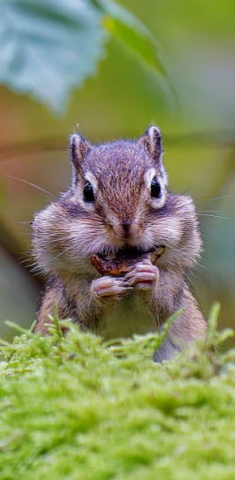 Siberische grondeekhoornSiberian chipmunk