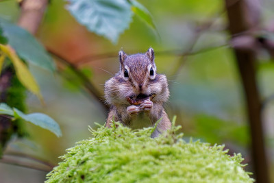 Siberische grondeekhoorn<br>Siberian chipmunk