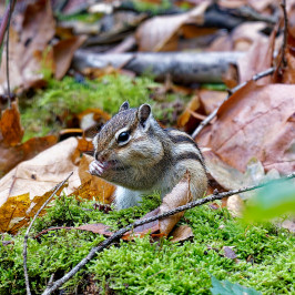 Siberische grondeekhoornSiberian chipmunk