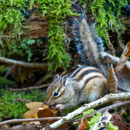 Siberische grondeekhoornSiberian chipmunk