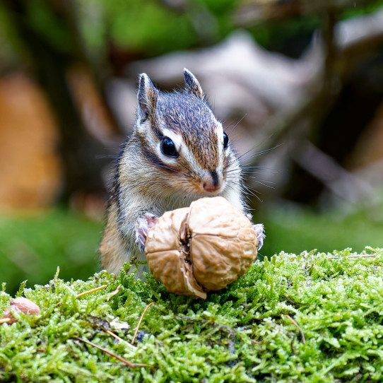 Siberische grondeekhoornSiberian chipmunk