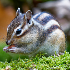 Siberische grondeekhoornSiberian chipmunk