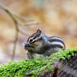 Siberische grondeekhoornSiberian chipmunk