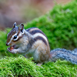 Siberische grondeekhoornSiberian chipmunk