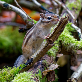 Siberische grondeekhoornSiberian chipmunk