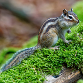 Siberische grondeekhoornSiberian chipmunk