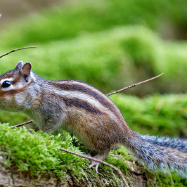 Siberische grondeekhoornSiberian chipmunk