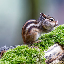 Siberische grondeekhoornSiberian chipmunk