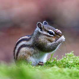 Siberische grondeekhoornSiberian chipmunk