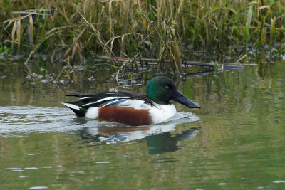 Slobeend<br>Northern Shoveler