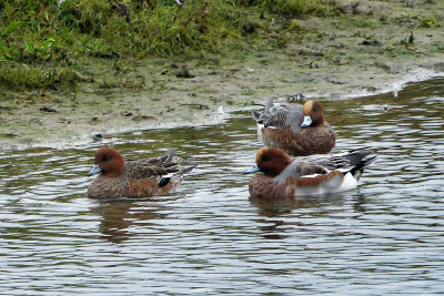 Smient<br>Wigeon